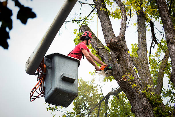 Best Fruit Tree Pruning  in Buffalo Grove, IL